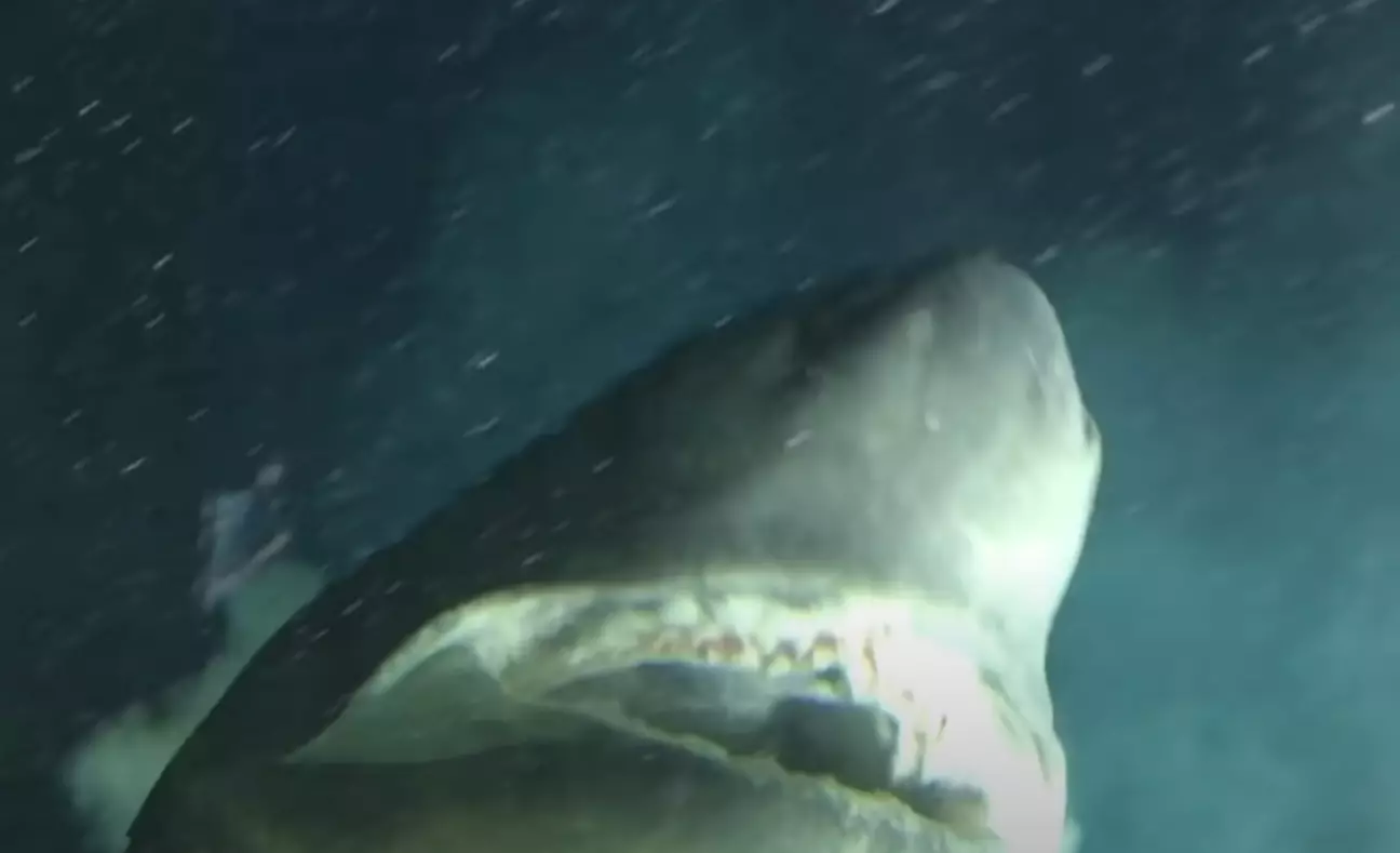 Mergulhadores encontram um tubarão gigante de águas profundas que é maior que seu submarino em imagens chocantes