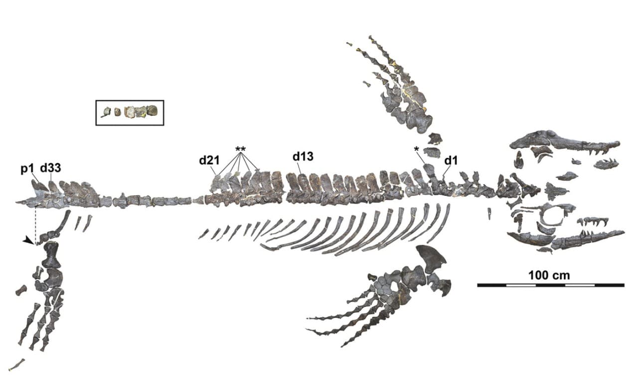 Um gráfico dos restos fossilizados do dragão azul Wakayama, o esqueleto mais completo já encontrado no Japão ou no noroeste do Pacífico. (Takuya Konishi)
