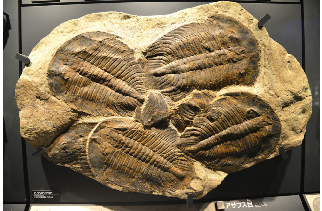Asaphida fossilizada no Museu Nacional de Natureza e Ciência de Tóquio. (Crédito: Sarunyu L/Shutterstock)