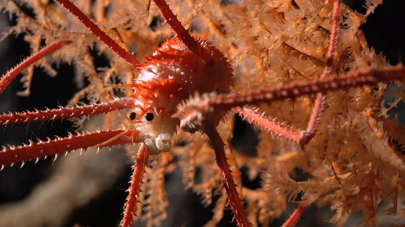 Mais de 100 espécies nunca antes vistas descobertas em cordilheira do fundo do mar