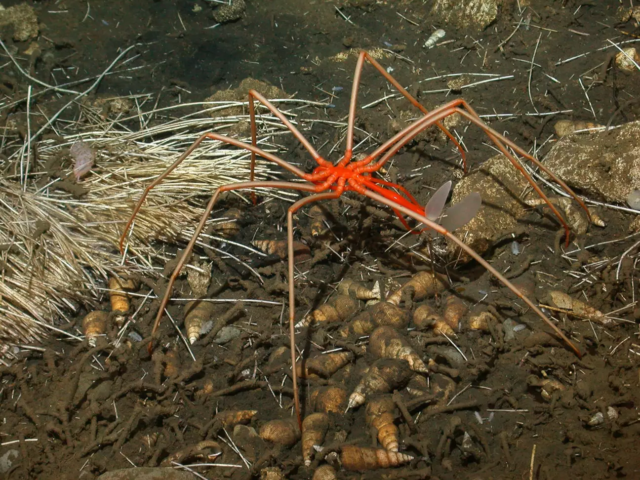 Mistério por trás das aranhas marinhas gigantes finalmente descoberto após 140 anos
