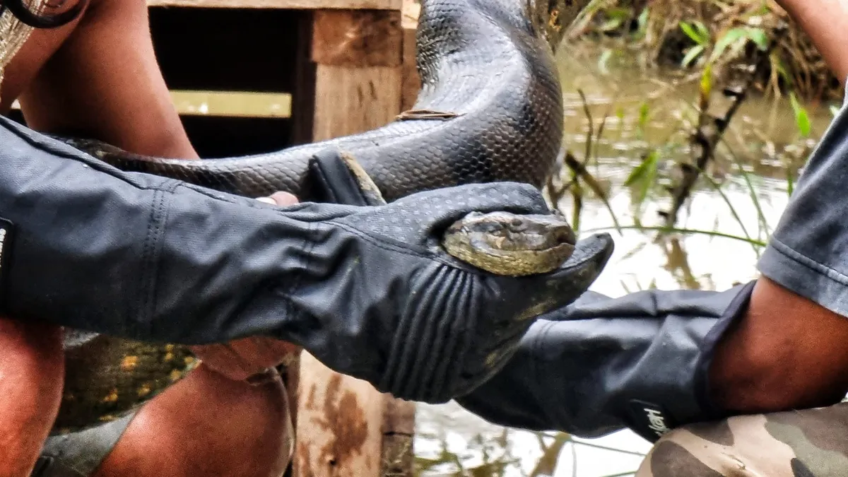 Nova espécie de sucuri gigante descoberta durante filmagens com Will Smith na Amazônia
