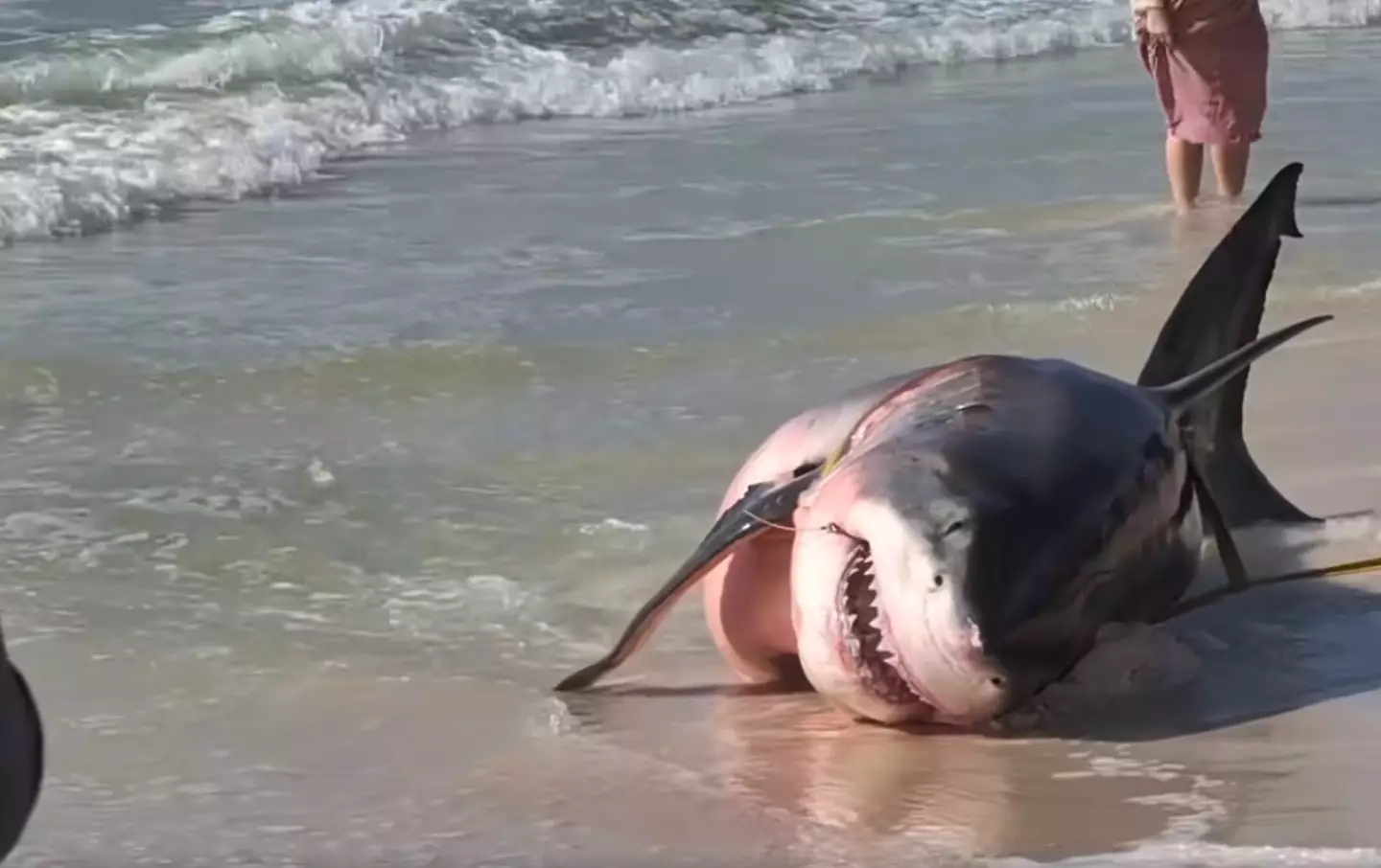 Pessoas notam detalhes extremamente tristes quando um enorme tubarão branco morto aparece na praia